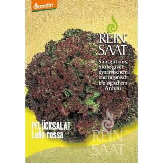 BIO Pflücksalat Lollo Rossa