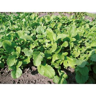 BIO Salatrauke Rucola