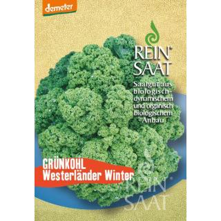 BIO Grünkohl Westlandse Winter