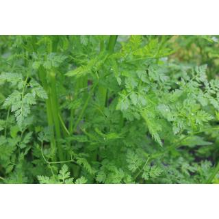 BIO Kerbel Verena