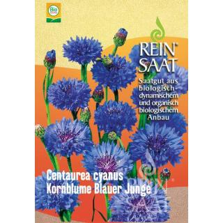 BIO Kornblume Blauer Junge