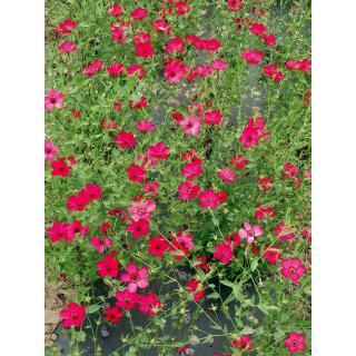 BIO Roter Lein