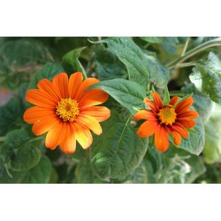 BIO Mexikanische Sonnenblume