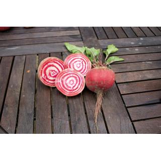BIO Rote Rübe